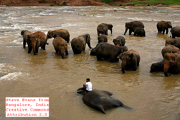 Human Elephant Conflict in Sri Lanka Asia International Travel News Trend Magazine Online